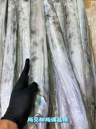 #带鱼 #刀鱼 #钓带鱼 #快来一起尝个鲜