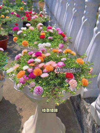 你家的太阳花是不是枝条很长开花,像八爪鱼一般,而我家的太阳花都是枝条短短开花,光修剪是没有这个效果的,我们要用到这个控徒长的,两盖子兑水500毫升,修剪过后傍晚喷在叶面上,三天喷一次,喷两次#太阳花控型#太阳花控徒长 #重瓣太阳花 #养花小知识