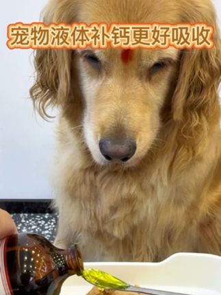 小狗腿无力要用这种液体钙更好吸收!#小狗补钙 #宠物补钙 #狗狗补钙 #猫猫补钙 #萌宠出道计划
