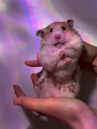 刀马刀马又来咯~#金丝熊 #金丝熊跳舞 #金丝熊日常