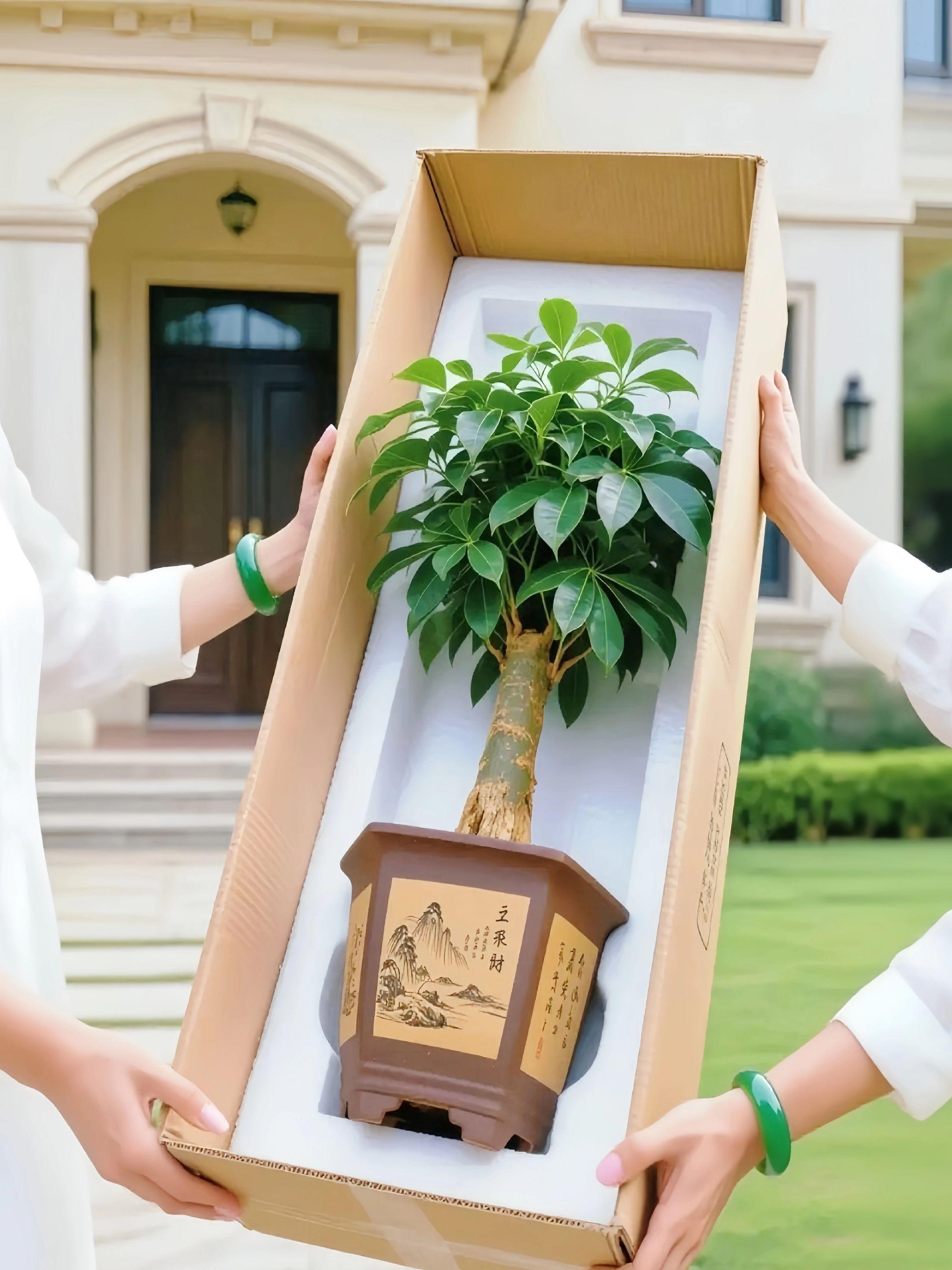 桌面发财树。想给桌面添点生气?这盆招财树闭眼入!颜值超高,暗棕陶盆搭配浅绿枝叶,清新雅致,摆在桌上瞬间提升格调。 枝叶形态特别好看,枝干向上舒展,掌状复叶层次分明,新叶嫩黄绿、老叶深墨绿,自带渐变美感,叶片光亮得像碧玉。而且超级好养,四季常青,不用频繁打理。 不仅能当装饰,还能净化空气,让桌面空气更清新。晨光下、台灯旁,有它在,办公看书都更有氛围感了~ #室内绿植精品 #盆栽小景 #招财树 #盆景艺术 #四季常青易养护