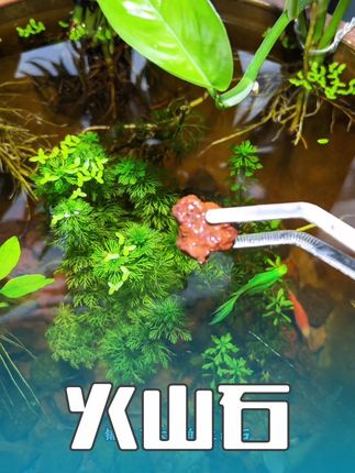 没有过滤还想水质清澈,缸底就铺大量的火山石,能培养硝化细菌 #古法养鱼 #养鱼养心 #生态缸