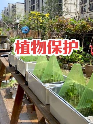 #上热门🔥 蔬菜植物罩瓜苗菜苗幼苗育苗秧苗大棚育苗保温防虫防鸟防霜保护罩