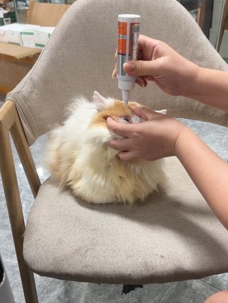 猫狗眼屎多有泪痕,用手抠或用纸擦只会越来越严重,可以试试普安特的金银花洁眼液 #普安特#猫咪去泪痕 #养猫新手