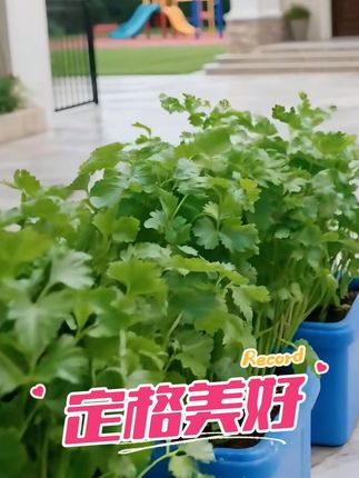 #香菜种子#香菜种植#
