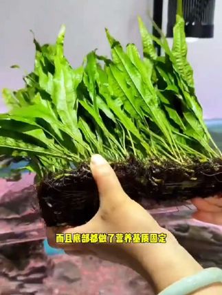 #鱼缸 #鱼缸里的大自然 #水草造景 #新手养鱼 #水草