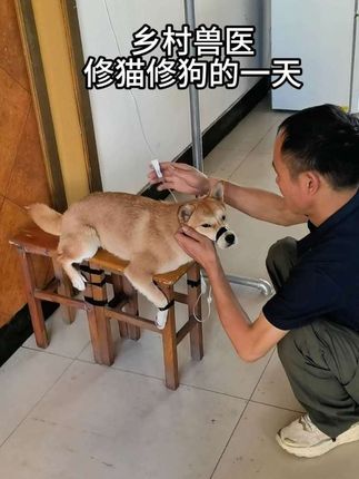 看看乡村兽医给猫狗治病花多少钱#宠物医院 #便宜好物 #宠物知识 #乡村兽医的一天