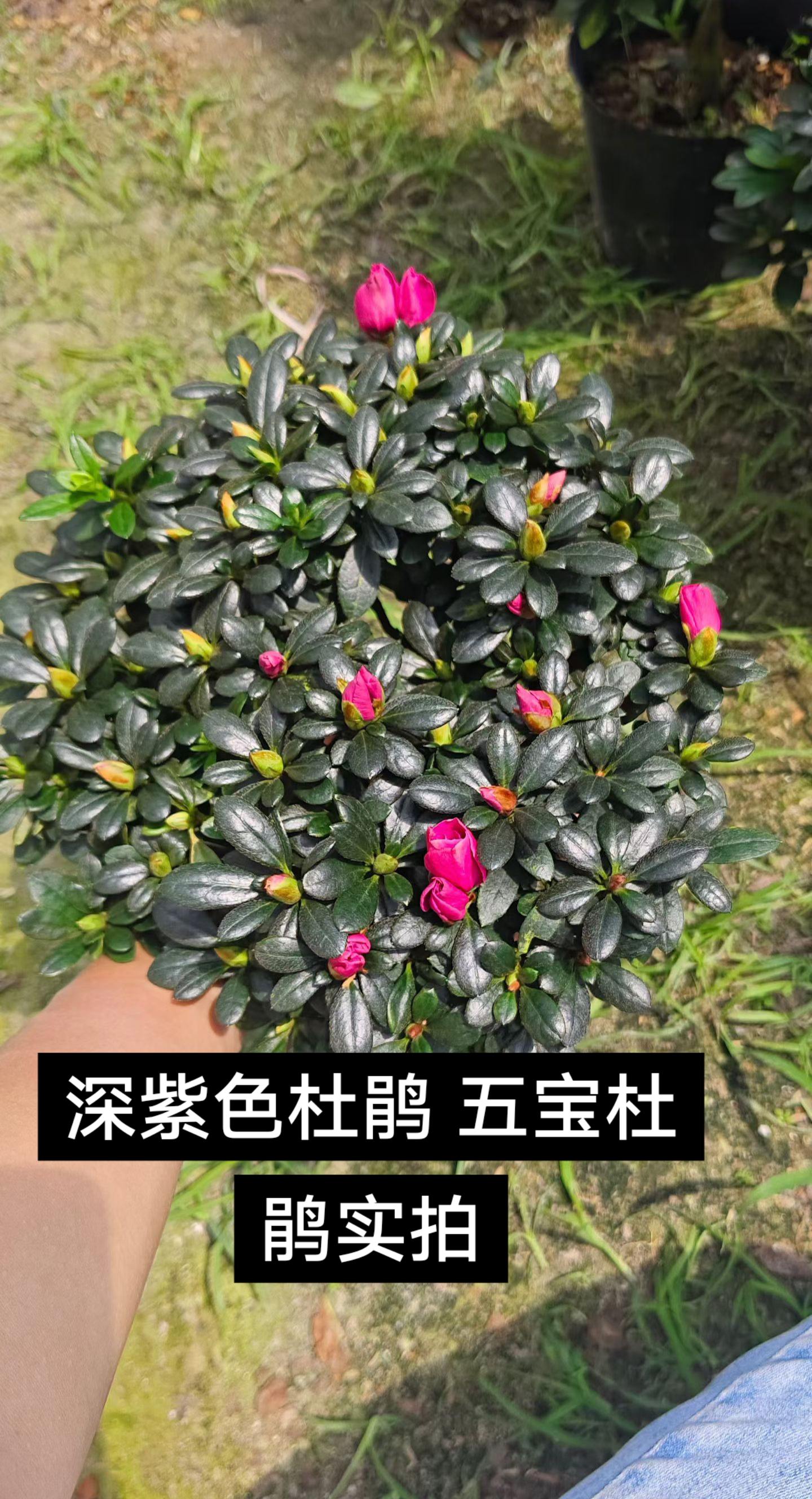 #上热搜 #花卉绿植 #花卉盆栽 #杜鹃盆景#杜鹃花