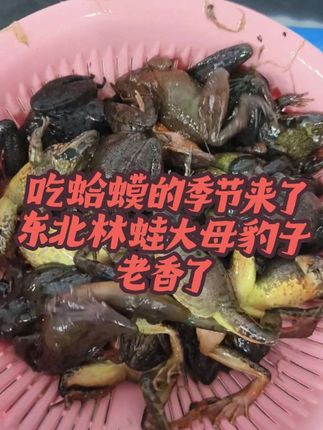 #舌尖上的味道 #三农 #东北林蛙