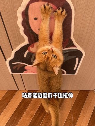 贴起来好看又不占地方的猫抓板#新手养猫#萌宠好物#猫抓板#猫抓板推荐#猫管家宠物用品