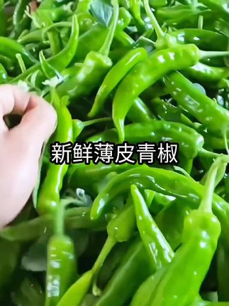 新鲜采摘#薄皮辣椒 #新鲜蔬菜 #优质农产品 #薄皮辣椒新鲜 #无辣不欢