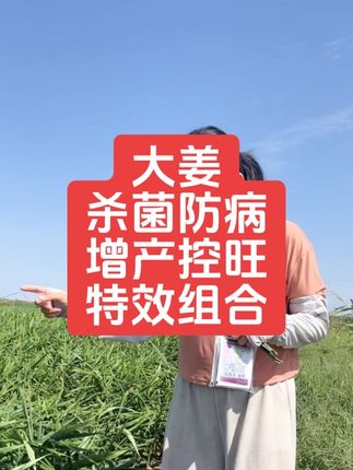 大姜出现炭疽斑点黄点干尖黄叶就用姜多收,大姜增产控旺就用姜多收……#强烈推荐 #三农 #大姜防病增产特效组合#三妹姜多收
