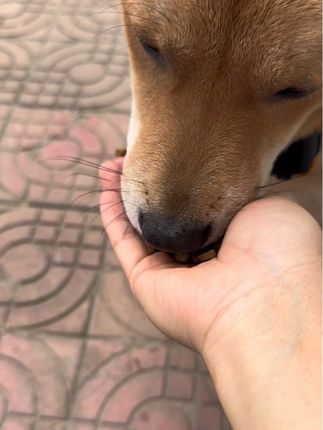 狗狗都爱吃的洁齿烘培粮#狗狗#中华田园犬 #狗粮#科膳烘焙粮