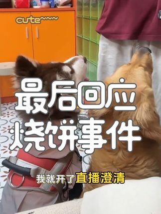 再次回应和艾肯宠物生活馆没有任何关系,不是我们店#艾肯宠物生活馆 #金毛烧饼