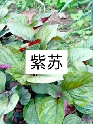 紫苏,紫韵裹着辛香,入菜提鲜,入茶清润,揉碎了是夏日的灵韵,嚼着有阳光的微辣。
