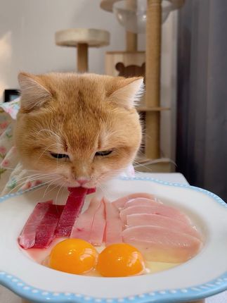 肉肉拼盘(吃的比我好系列) #养猫 #吃货猫 #生骨肉 #喂猫 #小馋猫