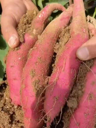 沙地红心蜜薯,又软又糯又甜,真的很好吃,也没有喜欢的得#红心蜜薯#太香了#好吃
