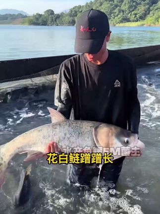 #稳定型硅藻种 肥水培藻培轮虫 一袋可用30女#花白鲢养殖