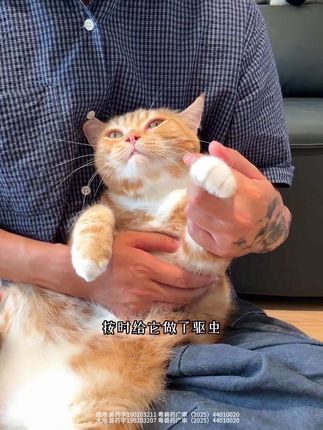 这就是你明明有按时给毛孩子做驱虫,但是感觉还是没有效果的原因,选对驱虫药真的很关键!#养猫新手 #普安特