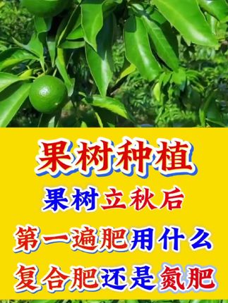 果树立秋后第一遍肥用什么1复合肥还是氮肥#果树种植 #果园管理 #秋季施肥#三农种植