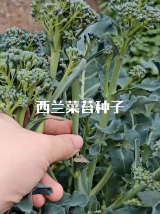 【6.99三包】西兰菜苔种子!耐热耐寒夏播秋播蔬菜种子秋播!#西兰菜苔 #在家种菜 #超便宜超划算 #优质农产品