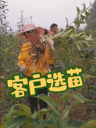 挖板栗苗 客户实地考察选苗定苗
