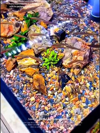 养鱼养龟人狂喜!几块钱的溪流石开挂了!造景绝美+净水护草,库存告急手慢无!#溪流石 #养鱼日记 #养龟日常 #鱼缸里的大自然 #抖in萌宠计划