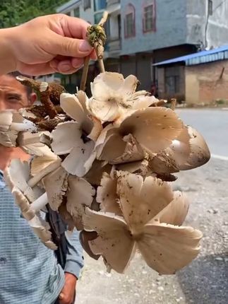 便宜啦!现在不买还等什么时候!#舌尖上的味道 #大自然的馈赠 #菌子的季节 #野生菌