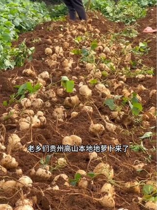 贵州高山沙地地萝卜,新鲜现挖,脆甜多汁!#地萝卜 #凉薯 #味道好极了你们想吃吗 #优质农产品 #贵州特产