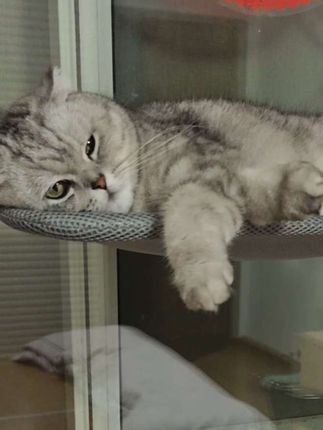 银渐层#猫咪 #毛孩子的日常 #萌宠