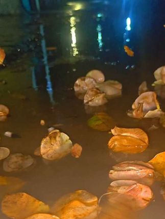 左夜一震聚雨,栾树花落一地,深秋已过寒露至,一场秋雨一场寒,一夜寒意一夜凉。朋友天冷记得添衣。#手机摄影技巧 @D0U十小助手