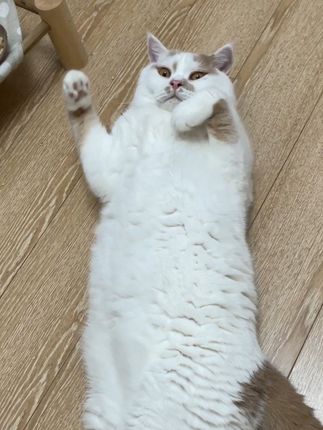 我的猫知道自己的名字吗……? #猫咪的迷惑行为 #萌宠
