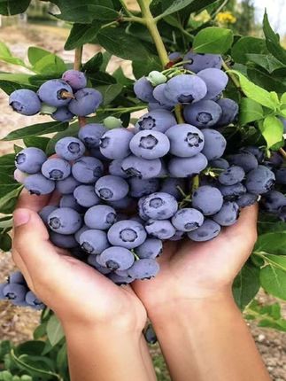 #蓝莓苗 #蓝莓树苗 #果树种植 #优质种苗 #果树苗