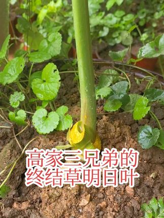 #长寿草明日叶 #明日叶茶#种植 #明日叶种苗 #明日叶种植 神奇植物明日叶长寿草种苗