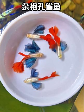 杂袍孔雀鱼,新手也能轻松拿捏,不用费心伺候,饿了给点食,水别太浑就疯长,关键是繁殖起来跟“复制粘贴”似的,没多久鱼缸就挤满小彩虹,成就感直接拉满!,#养鱼人 ,#水族 ,#观赏鱼 ,#养鱼日记 ,#鱼缸里的大自然