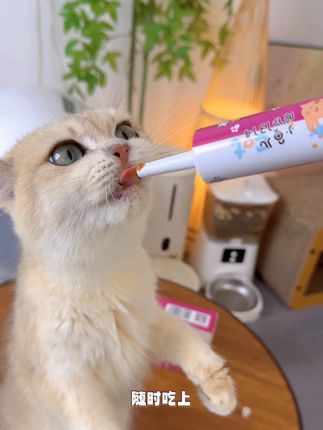 猫咪打喷嚏是怎么回事?#猫咪打喷嚏 #猫咪流鼻涕 #猫胺膏 #养猫新手 #养猫人