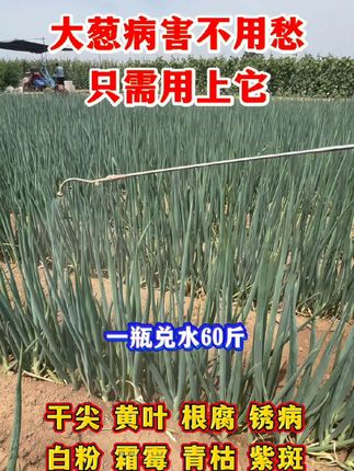 #大葱种植 #大葱干尖黄叶 #大葱病菌清#大葱病害防治#农业种植