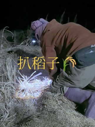 扒稻子扒出经验了