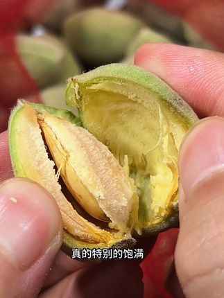 香脆的巴旦木你吃过,但是新鲜的巴旦木你肯定没有吃过, 而且一年只能吃这十来天,果园现摘现发,你也安排尝尝#优质农产品 #巴旦木 #现摘现发