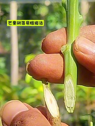 芒果树简易嫁接法 #果树嫁接 #嫁接教程 #新农人计划 #嫁接技术 #嫁接