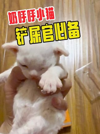 小奶猫的护理是门大学问。推荐超好用的泪痕精华液。墙裂安利!