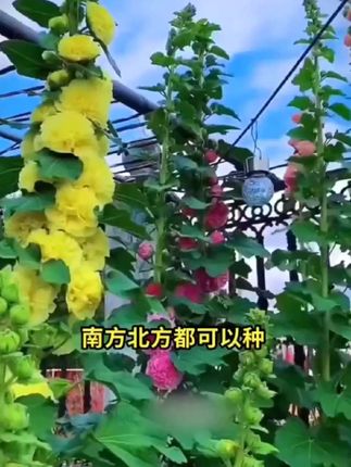 重瓣蜀葵种子 重瓣蜀葵种子#重瓣蜀葵花种子#@三农