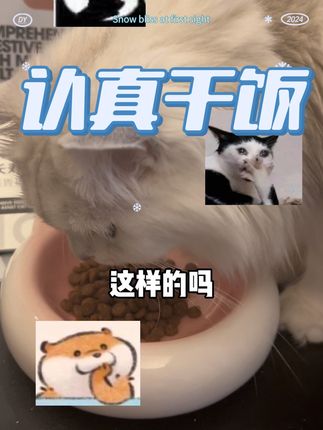 认真干饭的一天,#养猫新手 #萌宠好物 #猫粮 #喂猫 #养猫人