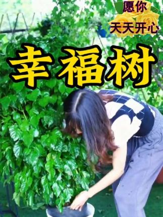 #幸福树 黄叶掉叶干枯怎么办#幸福树绿植 叶子干叶焦尖卷叶怎么补救#绿宝树 叶子发黄怎么办#幸福树的养护 #幸福树黄叶 怎么办
