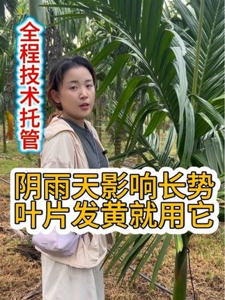 长势不好,叶片发黄怎么办#槟榔#槟榔黄叶#榔绿#槟榔管家保国店