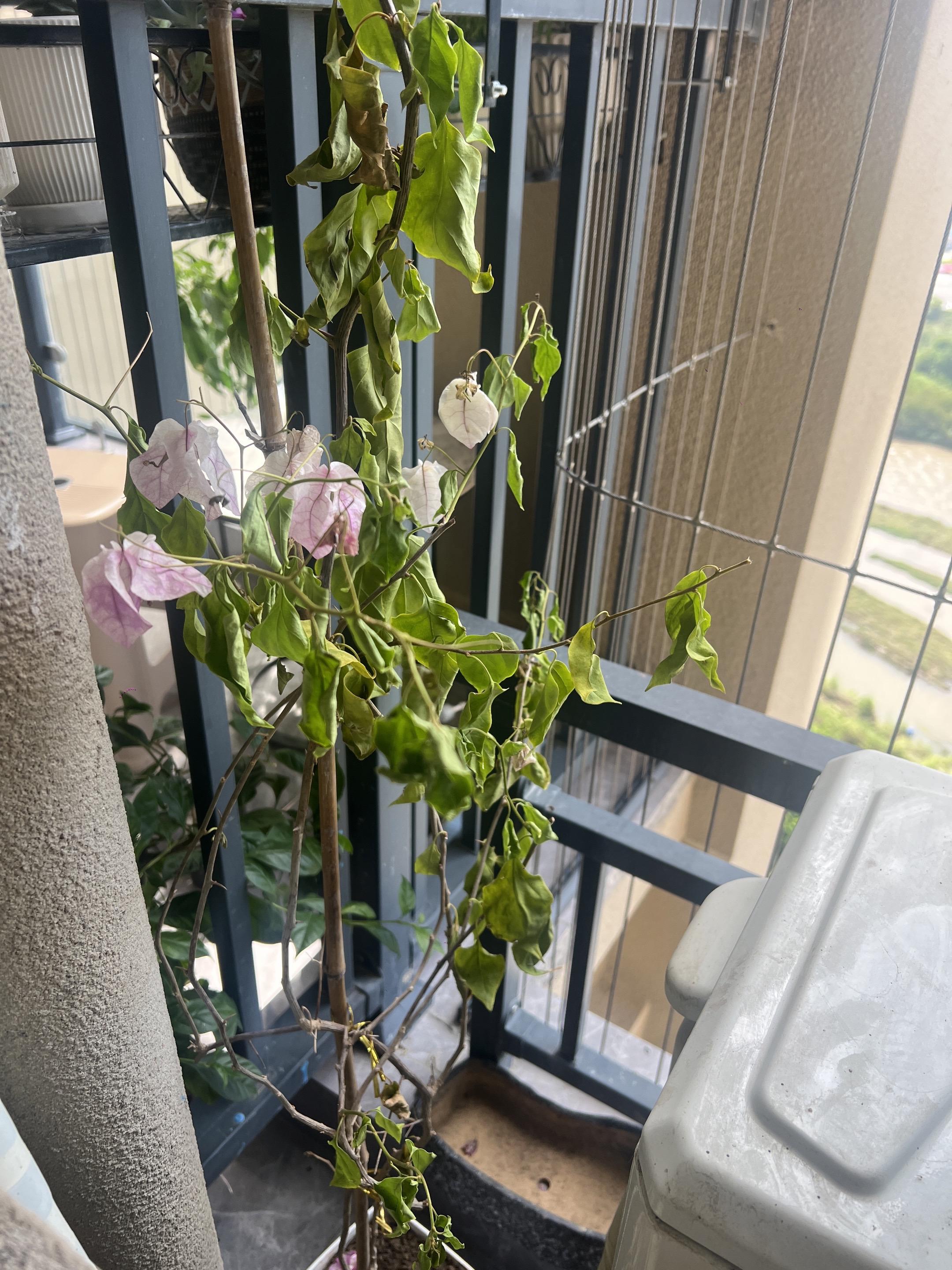 整体评价:发回来就掉了很多,两天就死了,差评,不好的体验#我在抖音买买买
