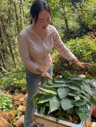 又是吃新鲜天麻的季节了,新鲜天麻洗净不去皮,煲汤炖鸡炖鸭炖排骨,你们吃过没?#抖音新农人 #天麻 #煲汤 #新鲜天麻