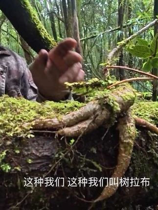 云南普通话我理解起来确实有点难度 但不妨碍我这次高黎贡徒步超级完美 快看看我们可爱的高黎贡山段导!! 我这次徒步体验我简直忘不掉 一半靠段导 一半靠我的队友们 段导什么都知道 问什么都可以解释的很清楚 但确实云南普通话我有点听不太懂啦 不影响 还是超快乐 路上的石碑都是段导之前骑着骡子拉上去的 路上还看到了鸡枞菌 红伞伞白杆杆 每次我说这个蘑菇好大 段导说这个品质不好我们不要 哈哈哈哈哈哈 简直太太太可爱了 快来看看我们段导吧 又专业又有耐心又幽默又可爱 还有我的两位小伙伴们 开始还有点拘谨 后面简直放飞自我 笑出哨音 下次还来 下次还来!! #高黎贡山 #徒步#完美
