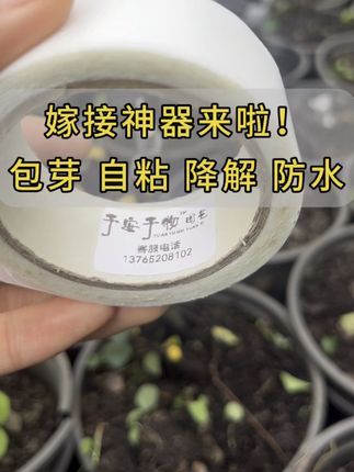 降解的国产糯米纸嫁接膜来啦
