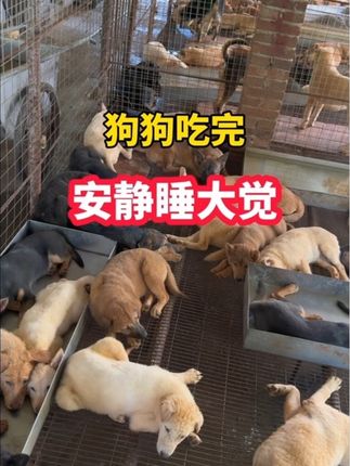 狗狗安静睡大觉#狗狗打架#养狗经验分享#田园犬#三农养殖#狗场